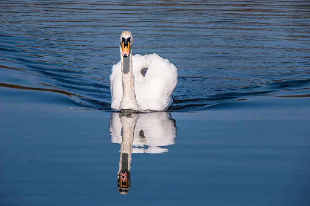 3 Ways to Use Reflections